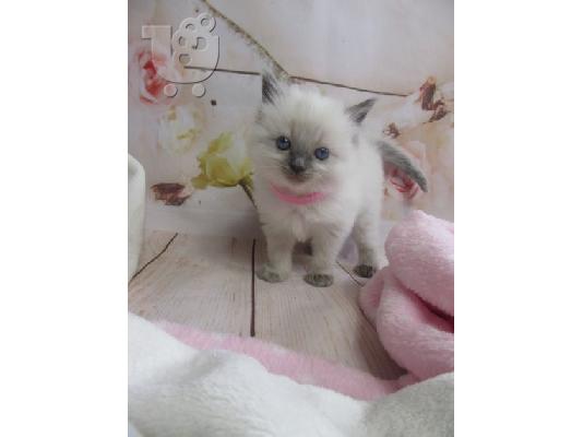 Ragdoll - Blue Bicolour